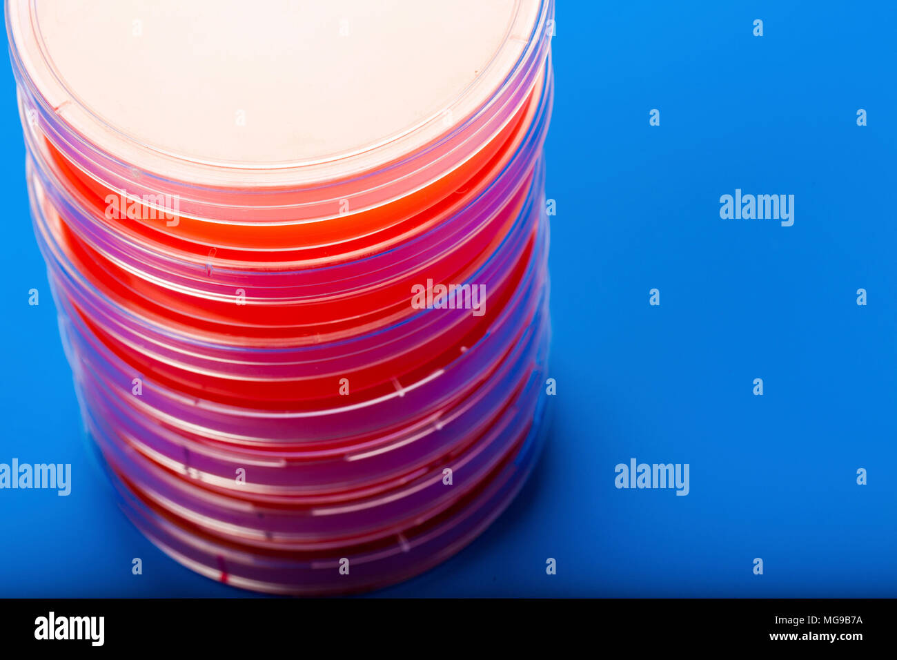 Petri dishes with blood agar Stock Photo Alamy