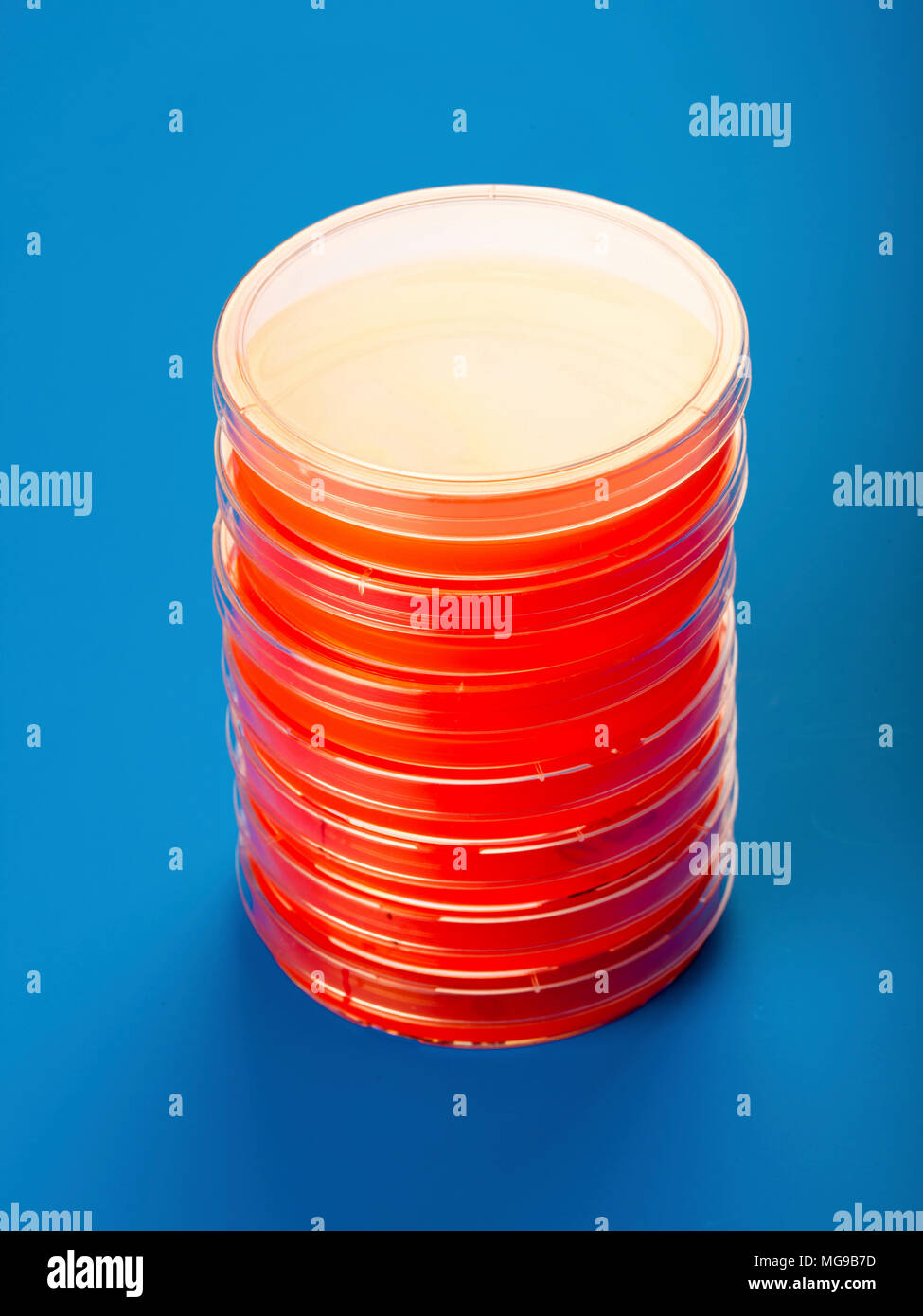 Petri dishes with blood agar Stock Photo Alamy
