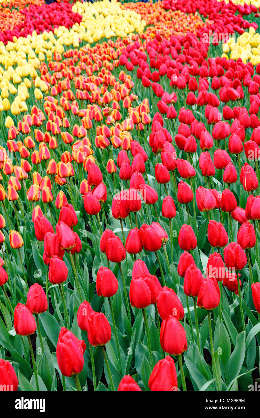 Tulip tulipa sp hi-res stock photography and images - Alamy