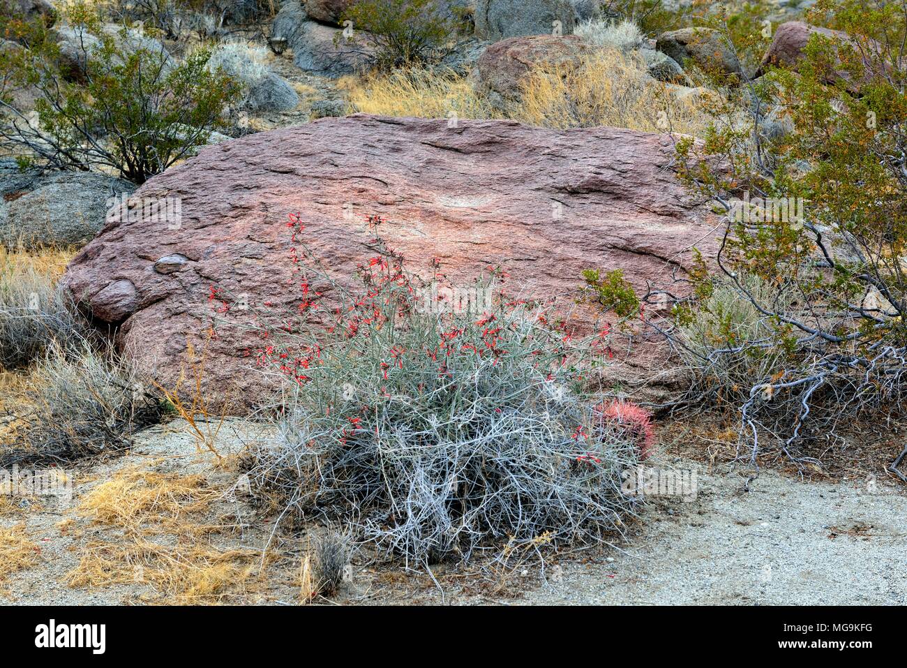 Glorietta Canyon, Anza Borrego, CA 180313 68225 Stock Photo Alamy