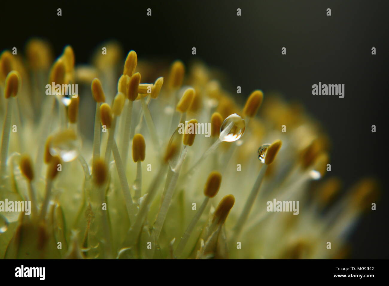 Close up of Onion bud and pollen Stock Photo