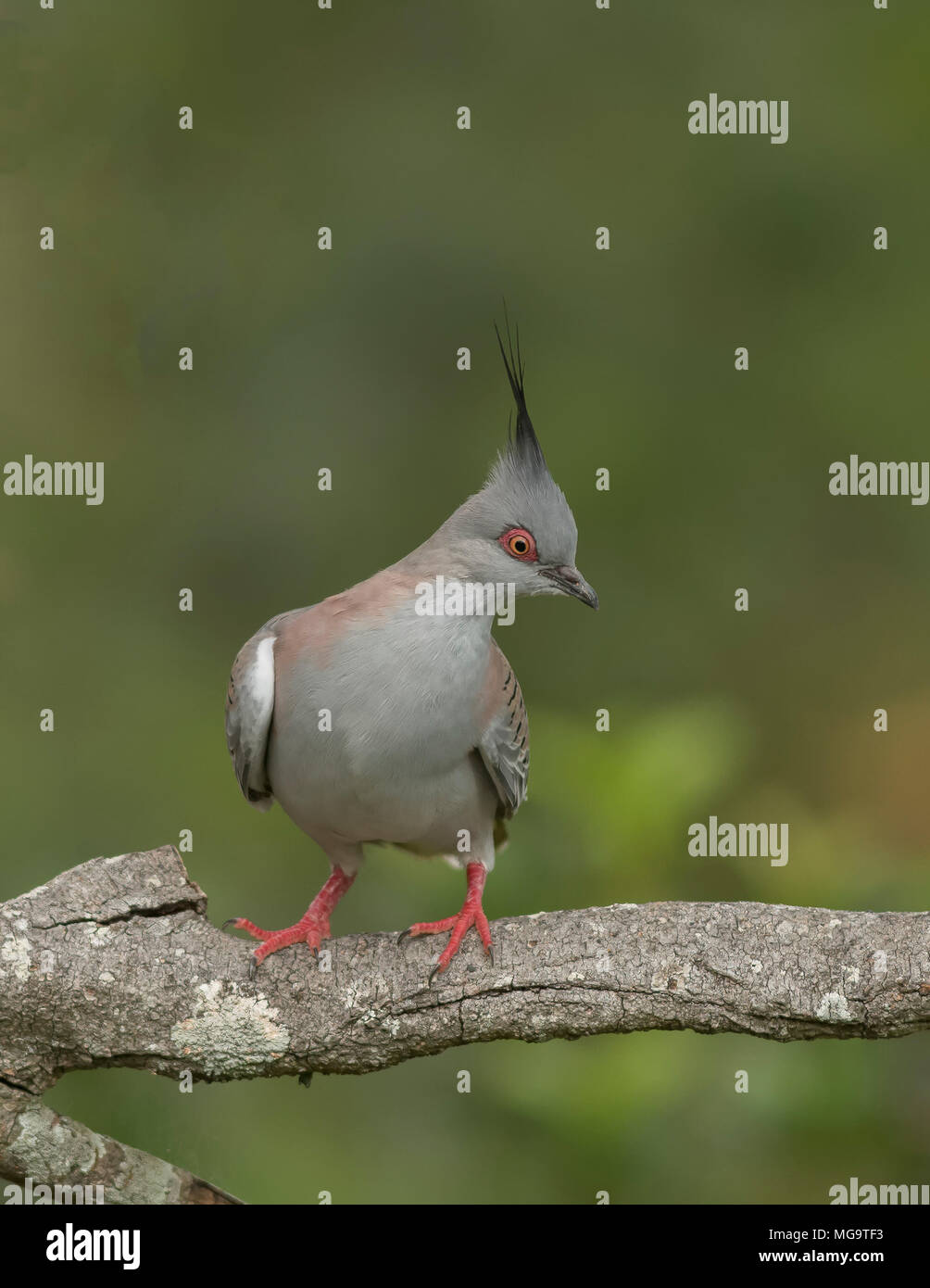 Australian Crested Pigeon found in most parts of Australia. Stock Photo