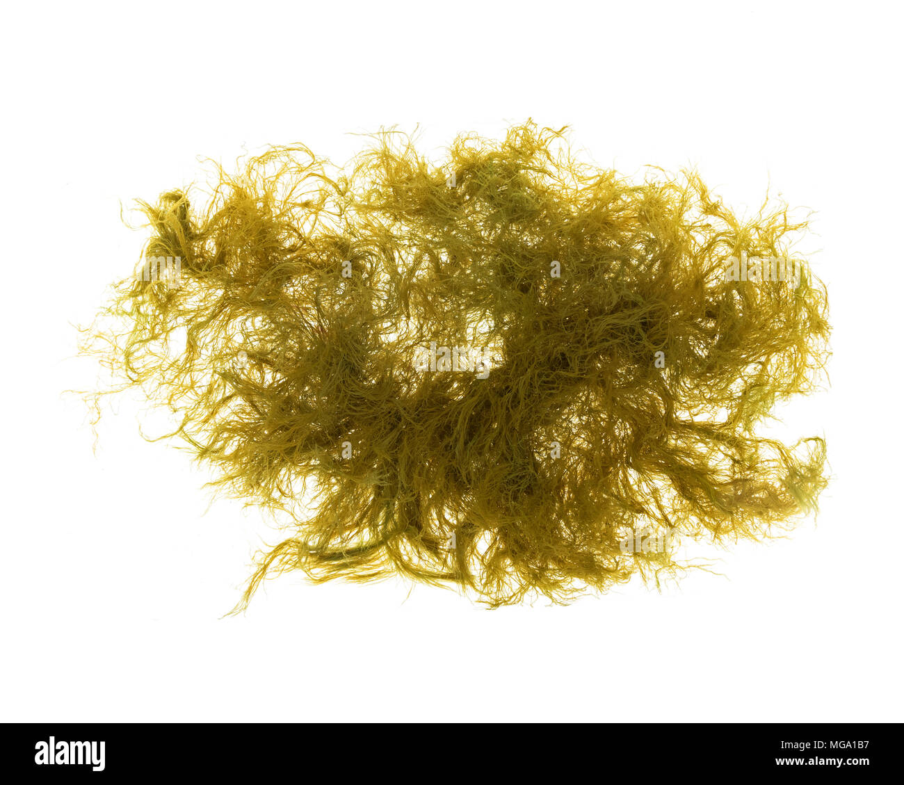 Green algae, probably Cladophora sp., floating in water on a white background. Stock Photo
