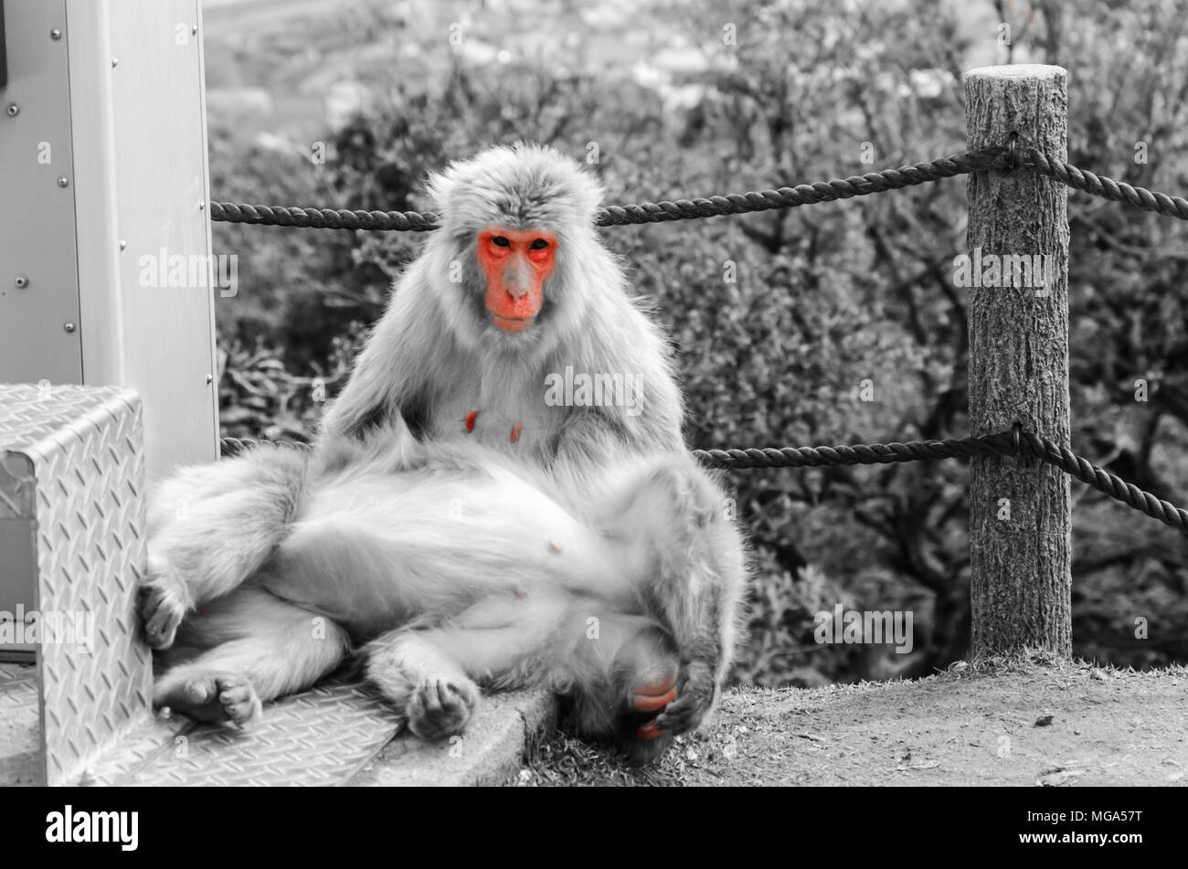 Japanese Red faced monkey playing on a mountain in Japan Stock Photo