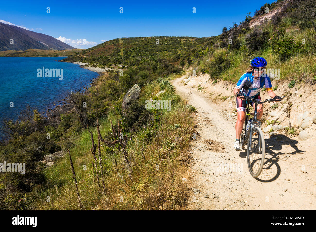 Cyclist on the Alps to Ocean Cycle Trail at Lake Ohau, Southern Alps, Canterbury, South Island Cyclist on the Alps to Ocean Cycle Trail at Lake Ohau, Southern Alps, Canterbury, South Island