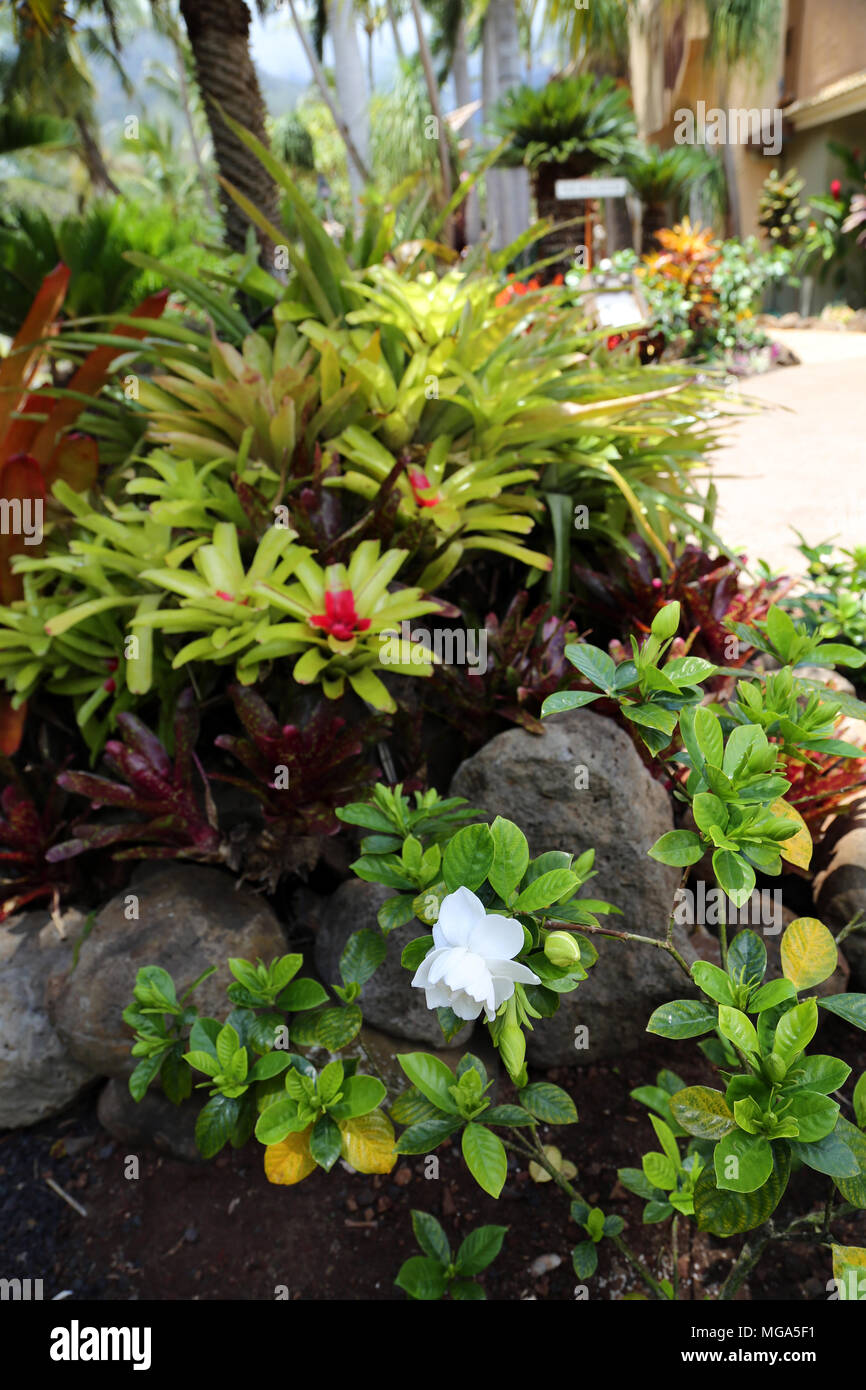 Maui Tropical Plantation, Maui Stock Photo Alamy