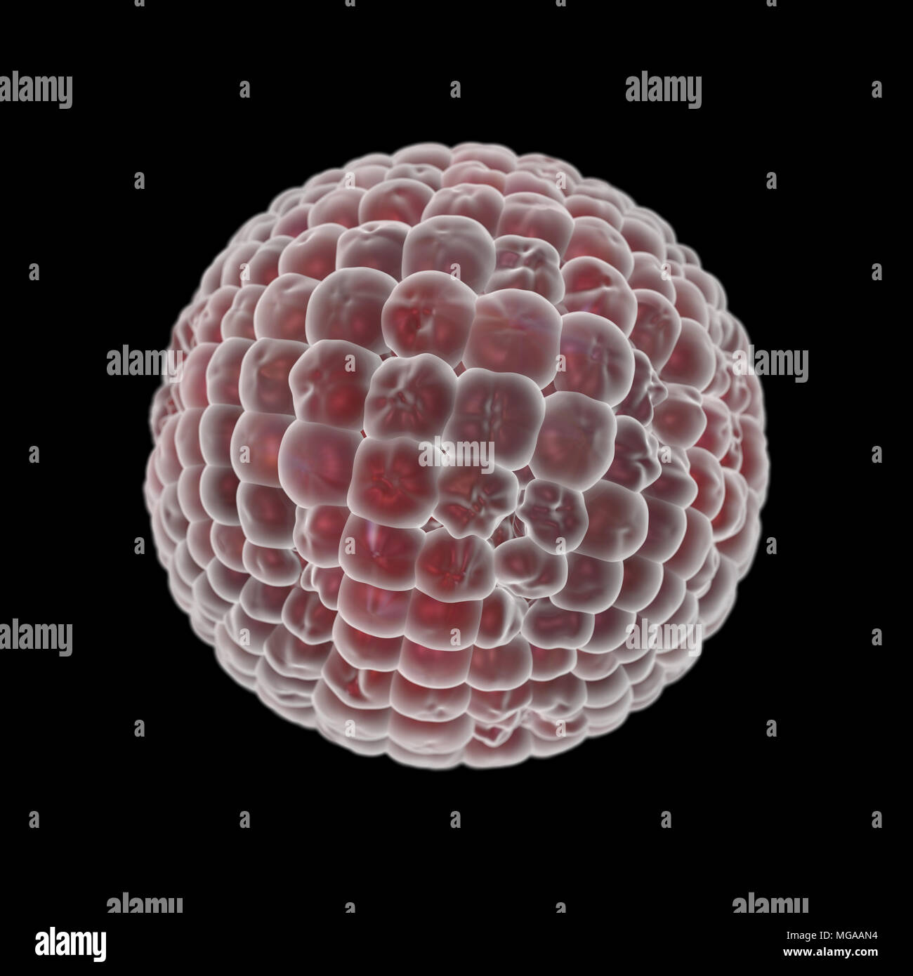 Round pink bacteria virus isolated on black background. 3D render medical illustration Stock Photo