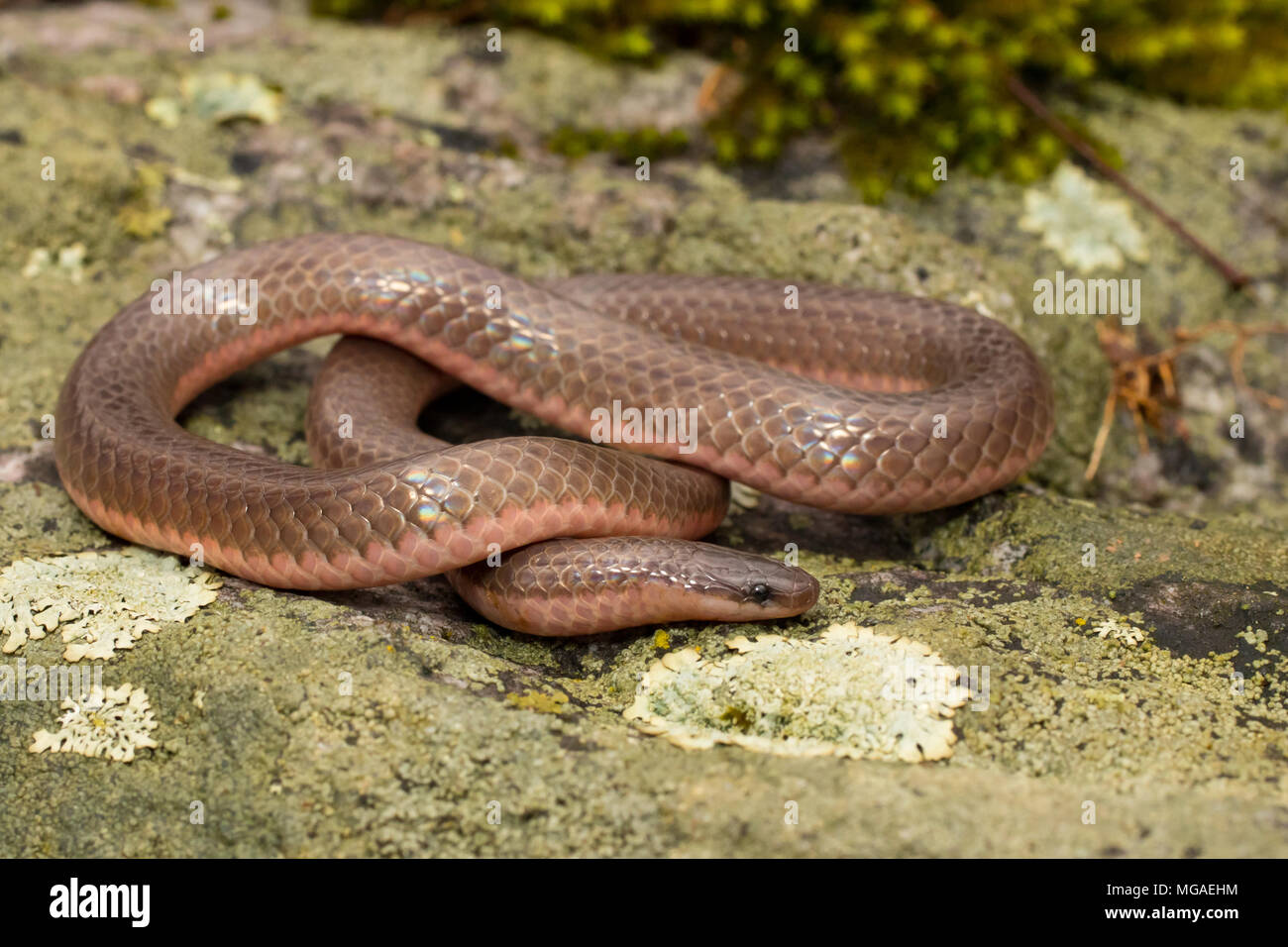 Eastern worm snake Carphophis amoenus Stock Photo Alamy
