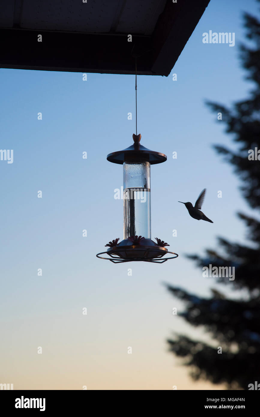 A Humming Bird Feeding From A Special Humming Bird Feeder In