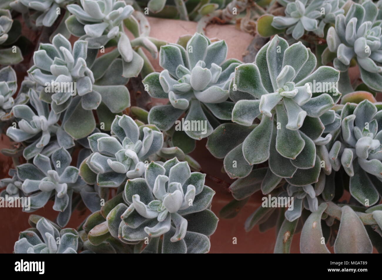 growing succulents Stock Photo