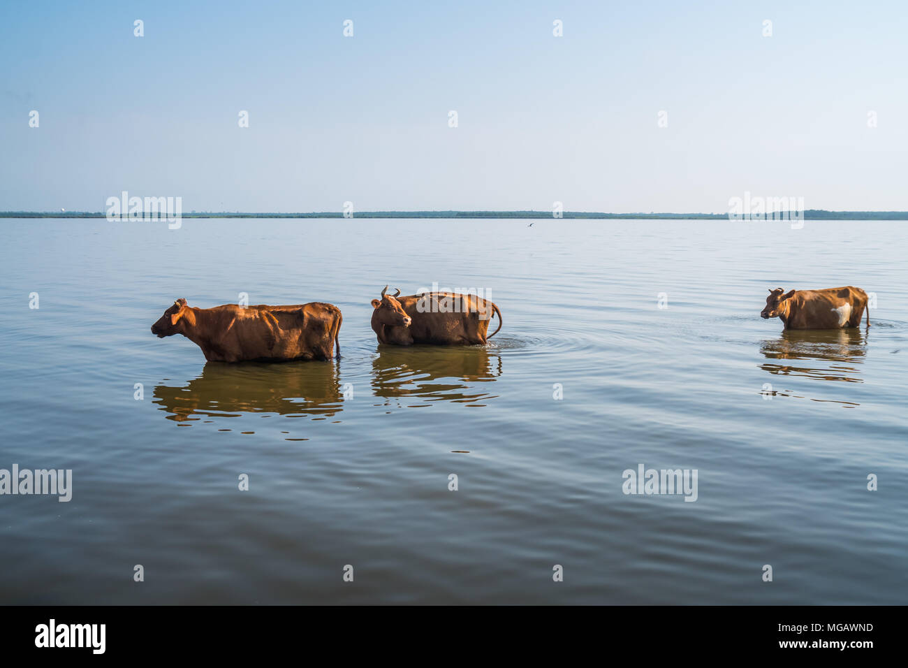 Cows swim in Paliastomi lake, Samegrelo, Geogria. Stock Photo