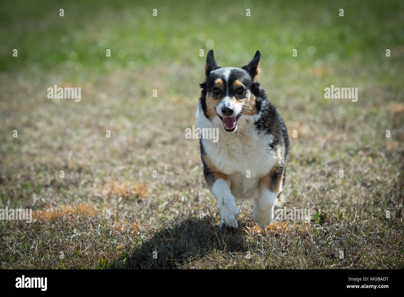 Corgi dog running in yard Stock Photo