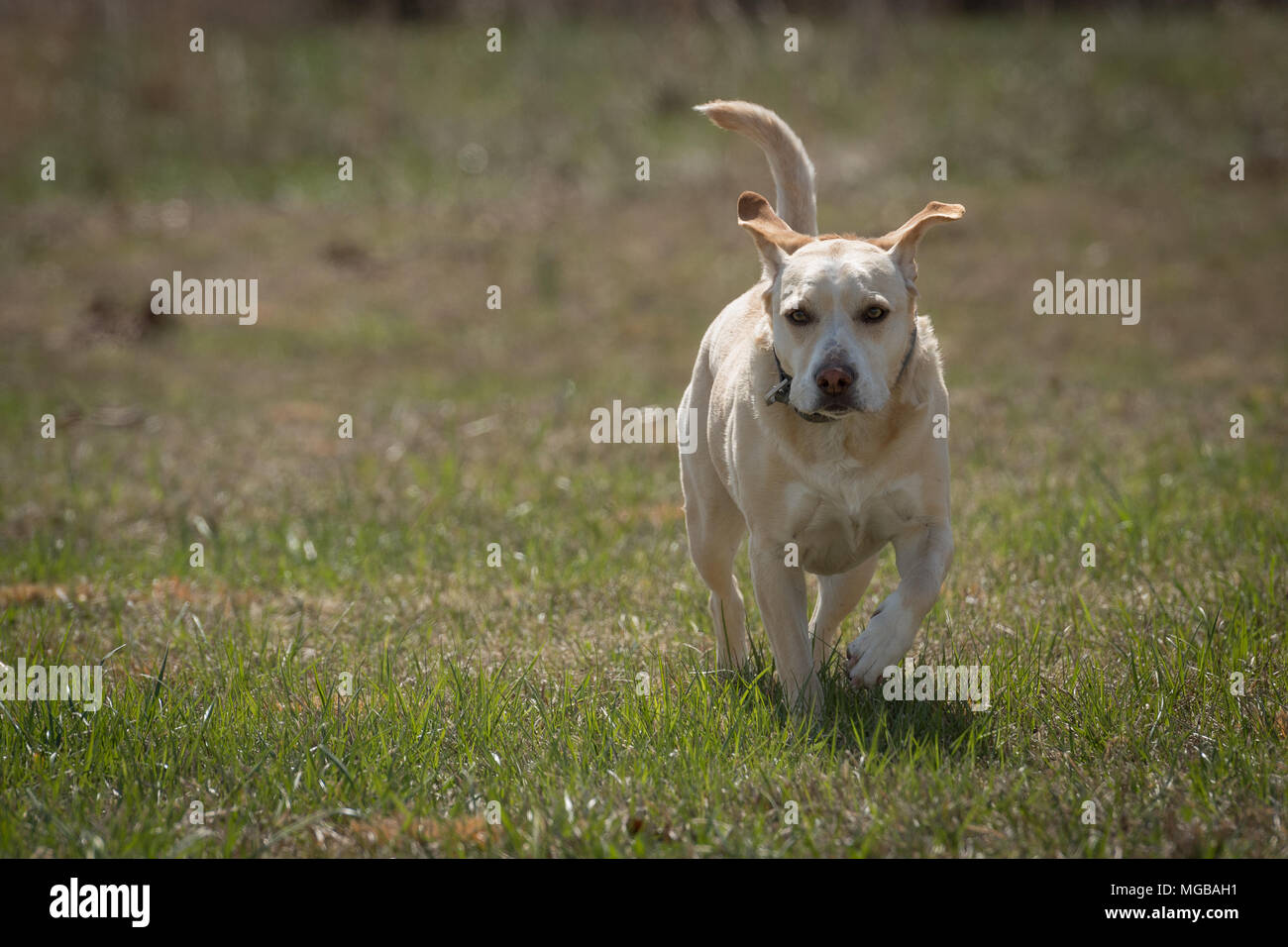 Labrador mixed breed dog running Stock Photo
