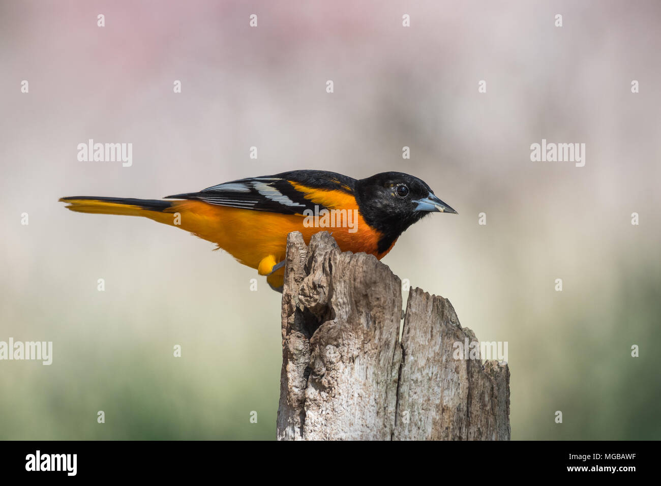 Baltimore Oriole bird Stock Photo