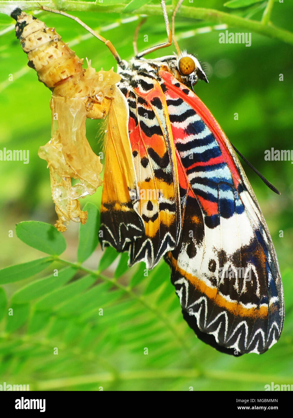 Chrysalis of idea leuconoe hires stock photography and images Alamy