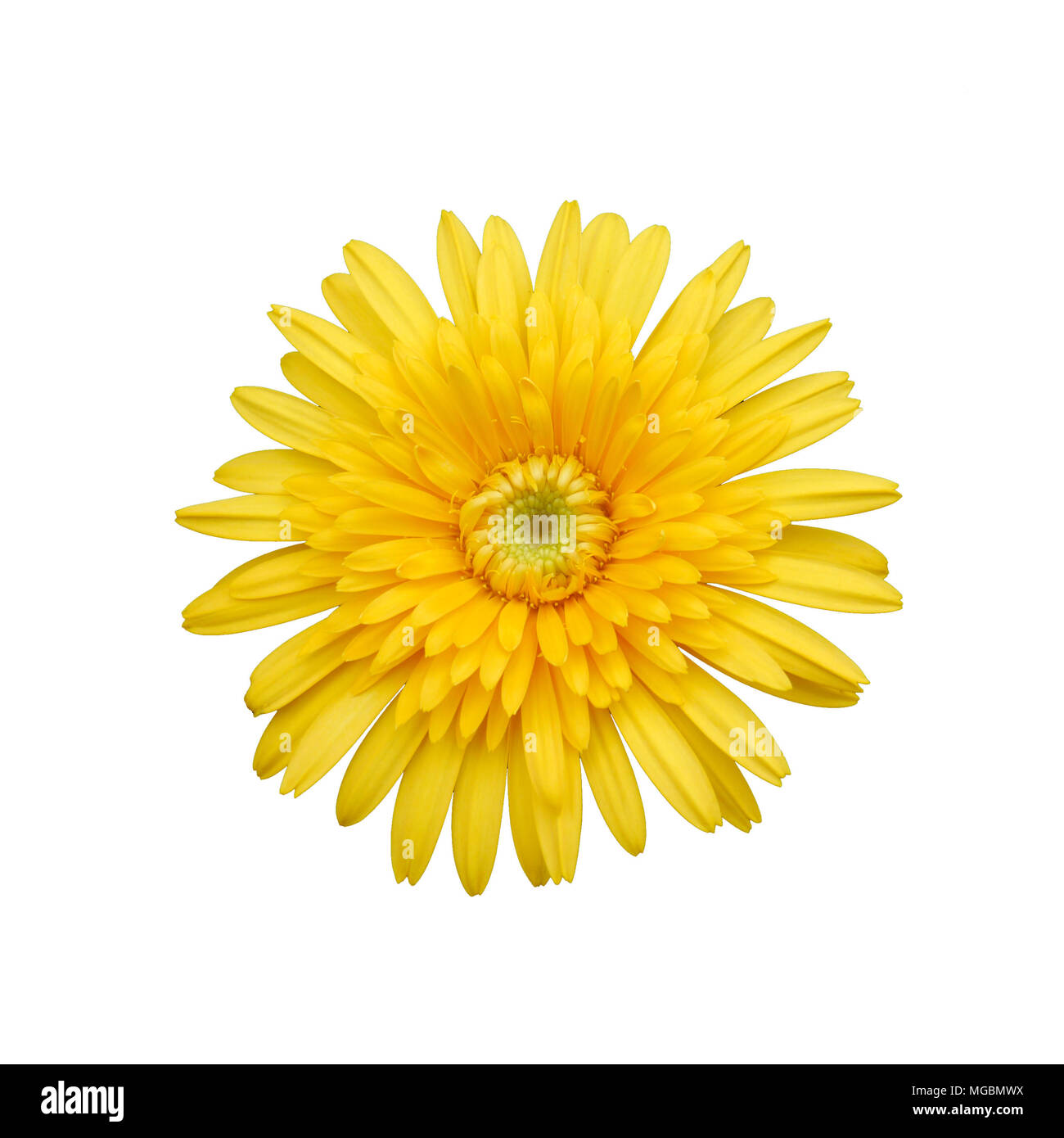 Yellow Flower Isolated on white Background Stock Photo - Alamy