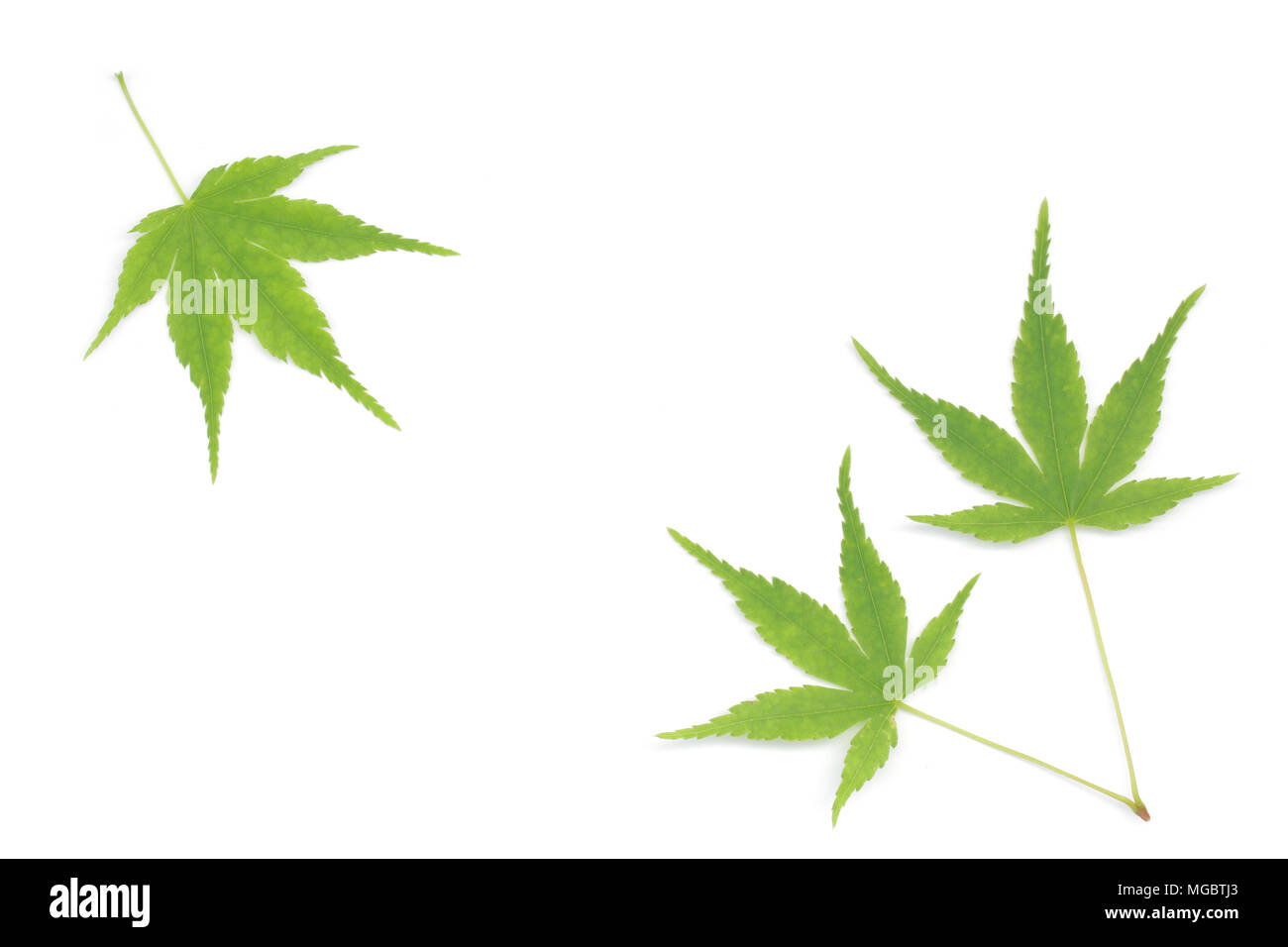 Japanese fresh green maple leaf on white background Stock Photo - Alamy
