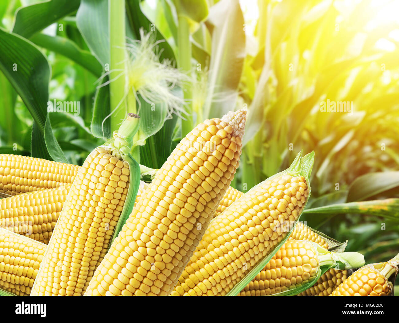 Corn Wallpaper