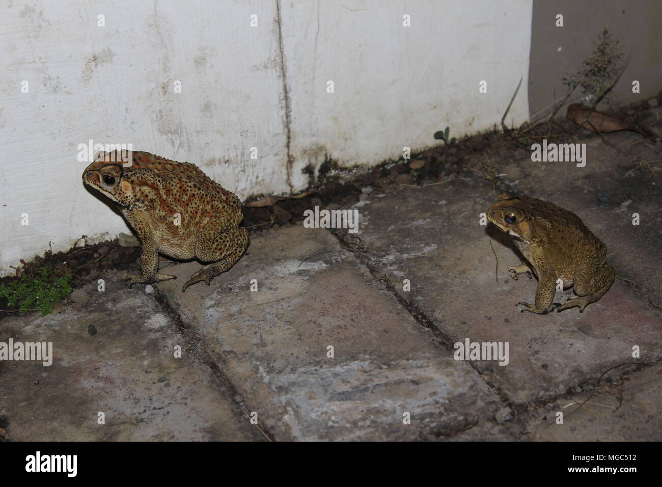a big frog that walks at night looking for food to live longer Stock Photo