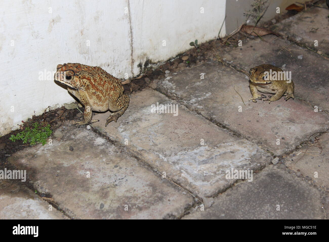 a big frog that walks at night looking for food to live longer Stock Photo