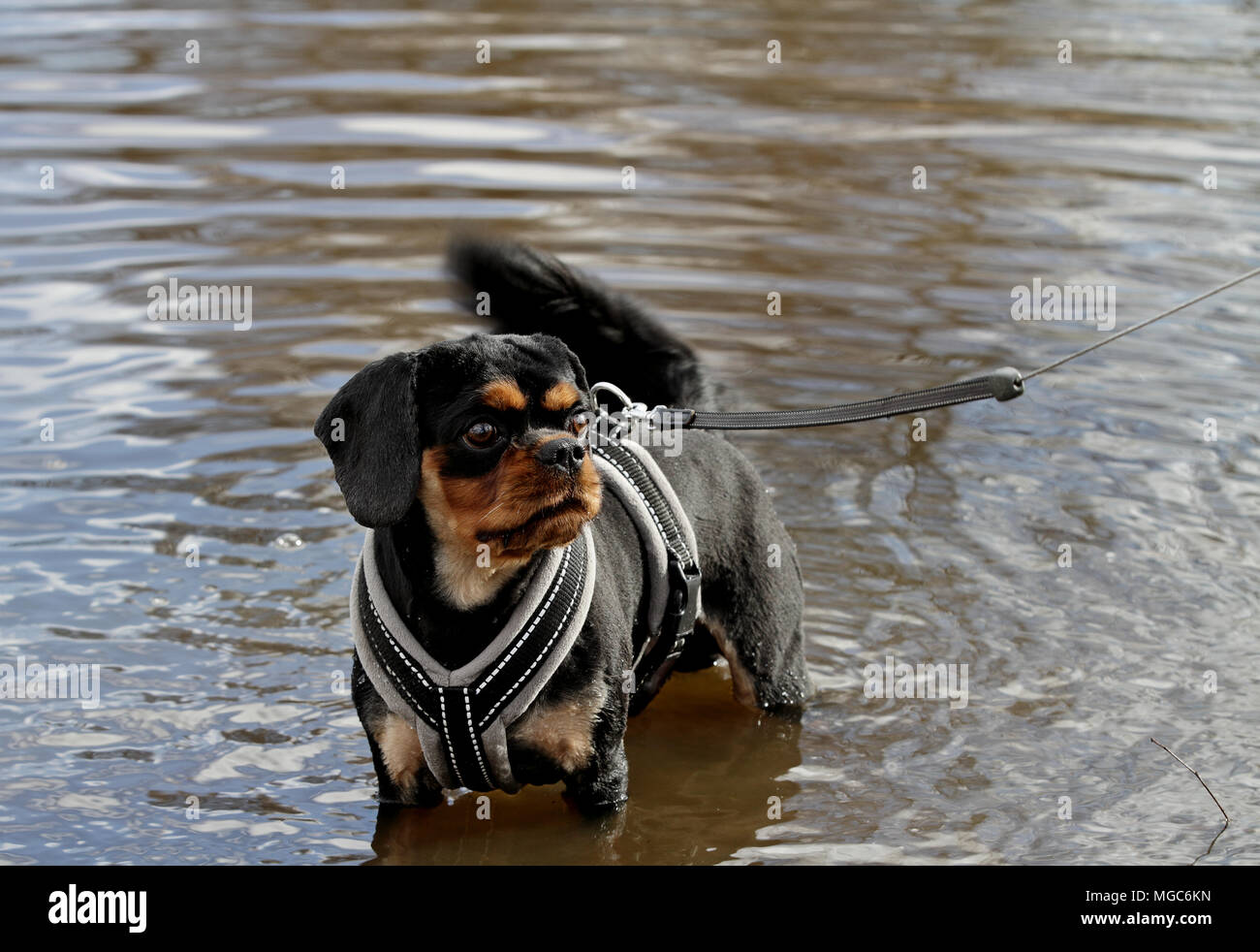 An active spaniel playing in water Stock Photo
