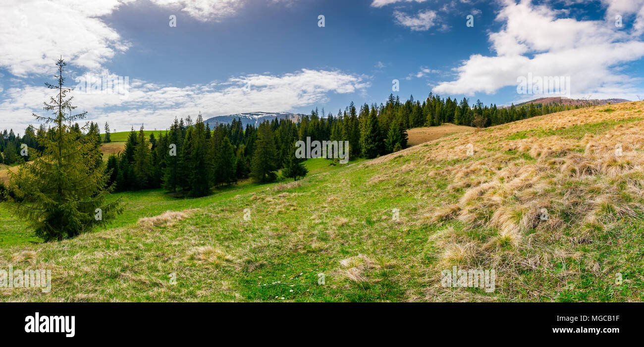 panorama of spruce forest on a hill side meadow in high mountains on a cloudy springtime day. lovely landscape of Borzhava mountain ridge in the dista Stock Photo