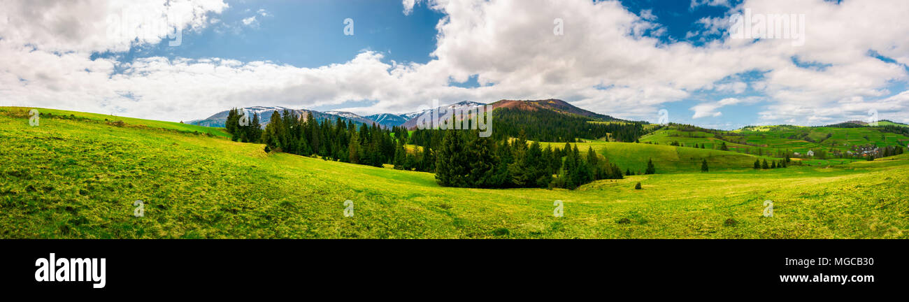 panorama of mountainous landscape in springtime. spruce forest on a grassy hills in the valley of Carpathian mountain. beautiful view of Borzhava moun Stock Photo