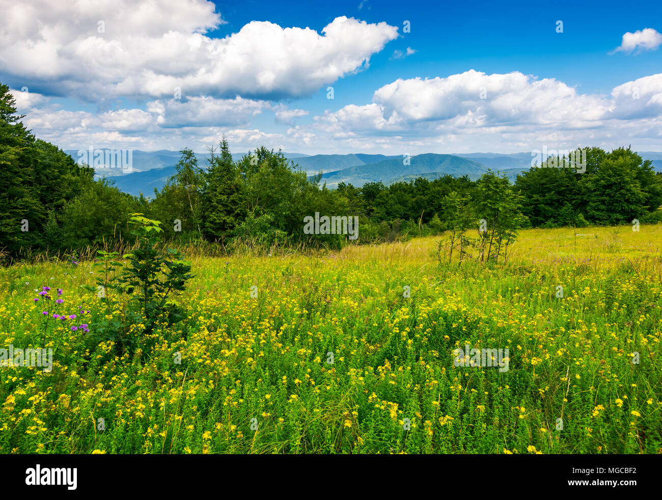 meadow with wild herbs on top of a hill in summer. beautiful nature scenery in mountains on a cloudy day Stock Photo