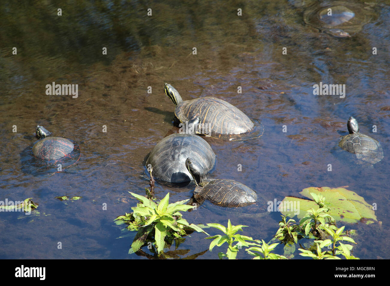 Freshwater turtles hires stock photography and images Alamy