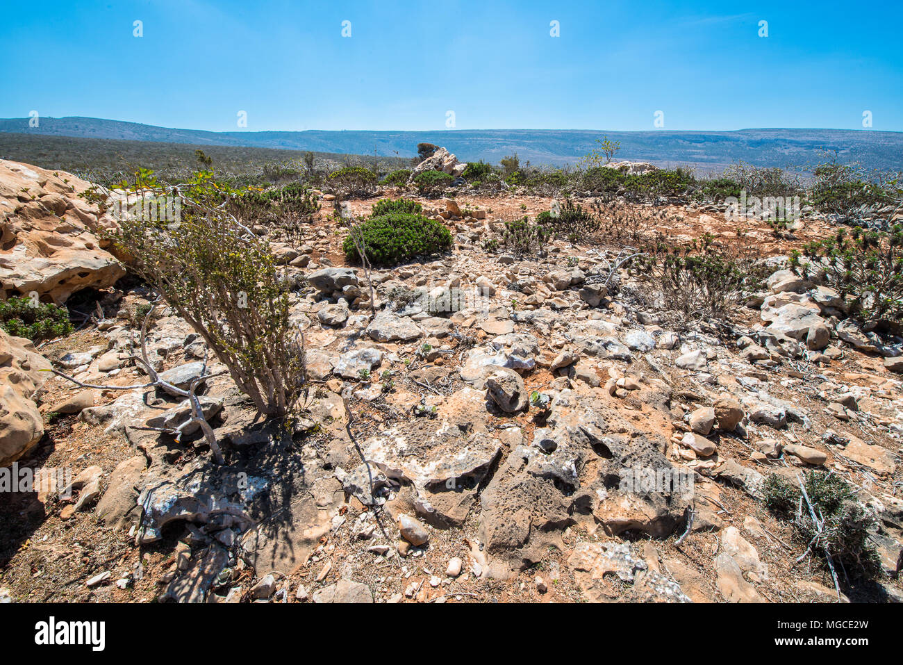 Nature of the Socotra Archipelago, Yemen Stock Photo - Alamy