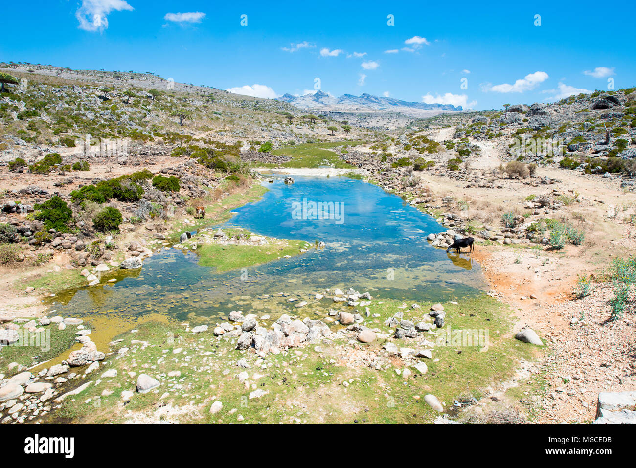 Beautiful nature of the Socotra Island, Yemen Stock Photo