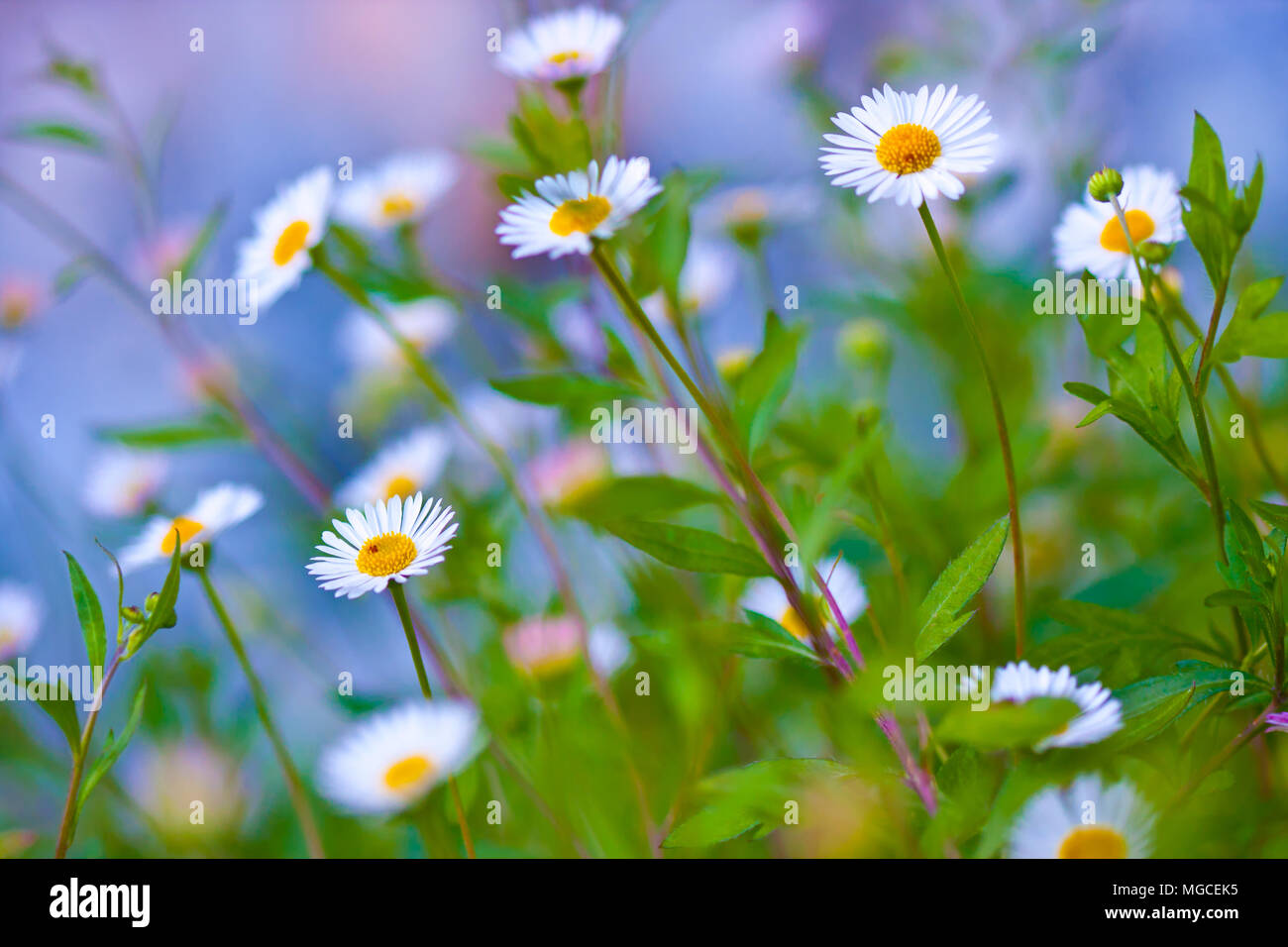 White daisy flower in the garden Stock Photo