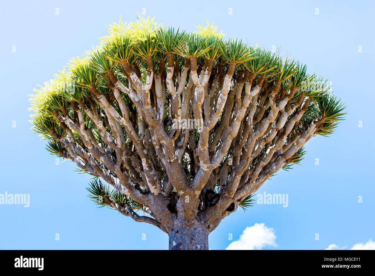 Dragon tree on the Socotra Island, Yemen Stock Photo - Alamy