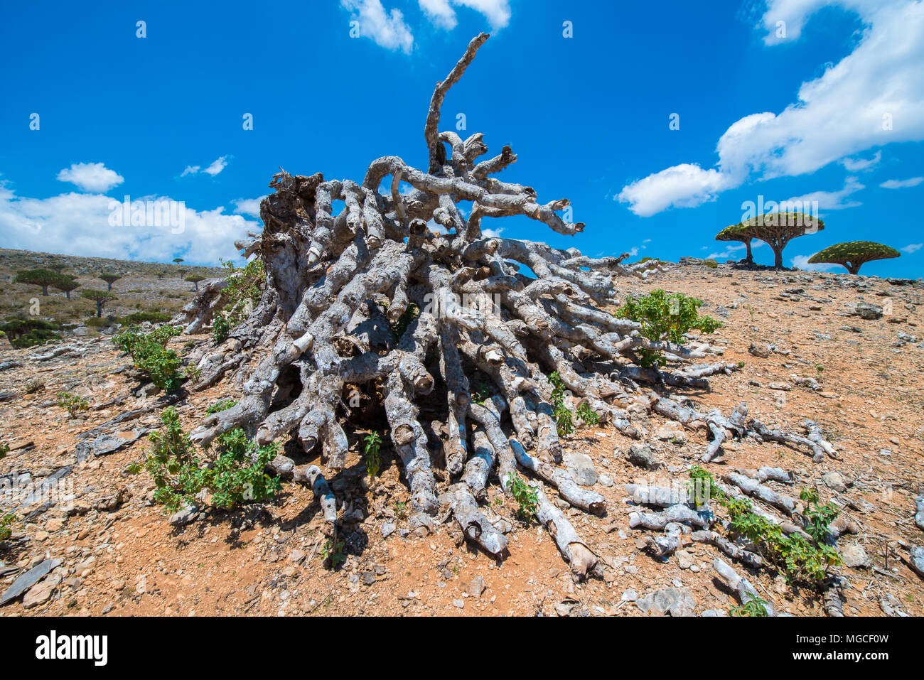 Nature of the Socotra Archipelago, Yemen Stock Photo