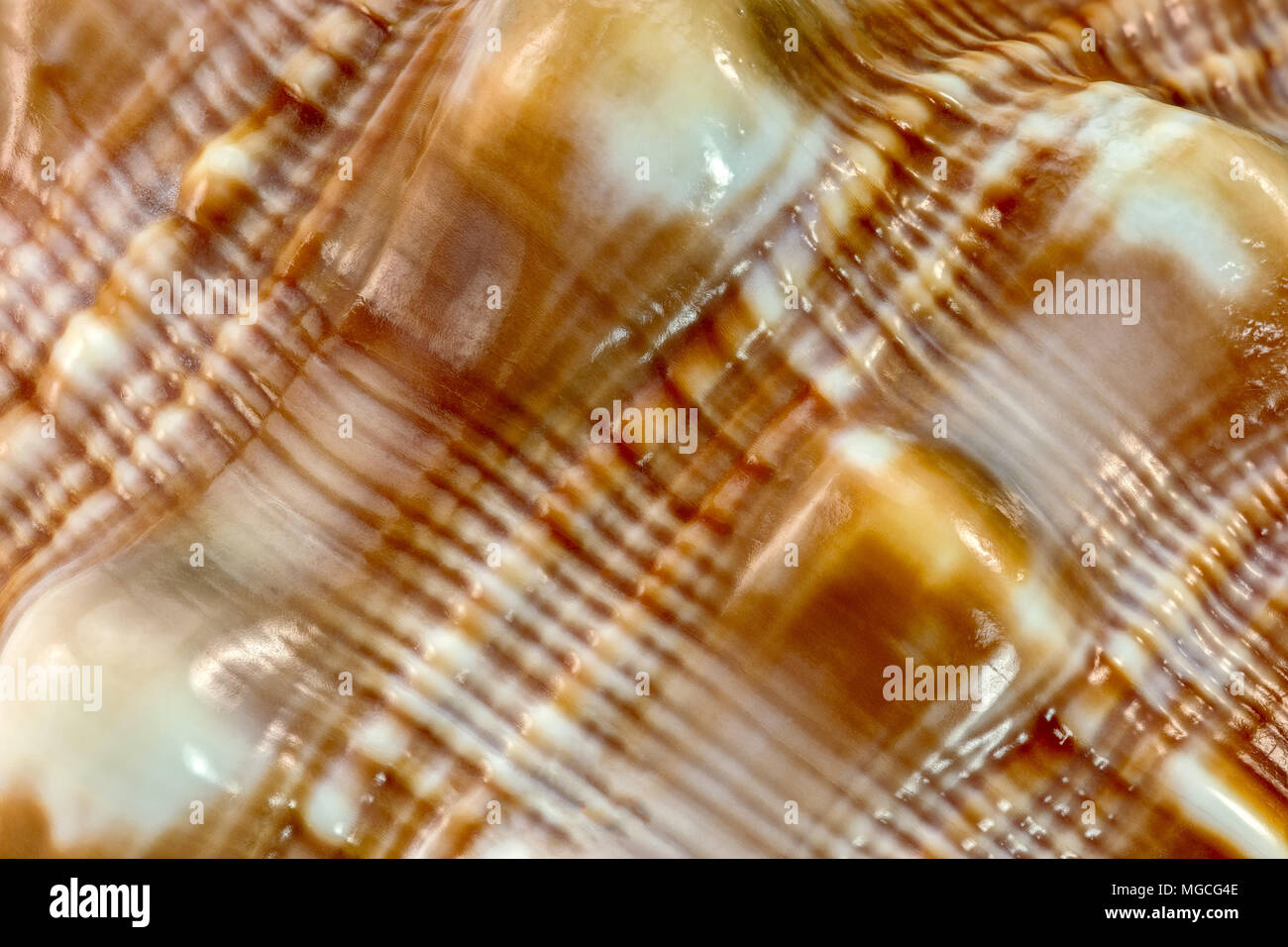 big snail shell texture. extremely closeup background Stock Photo Alamy