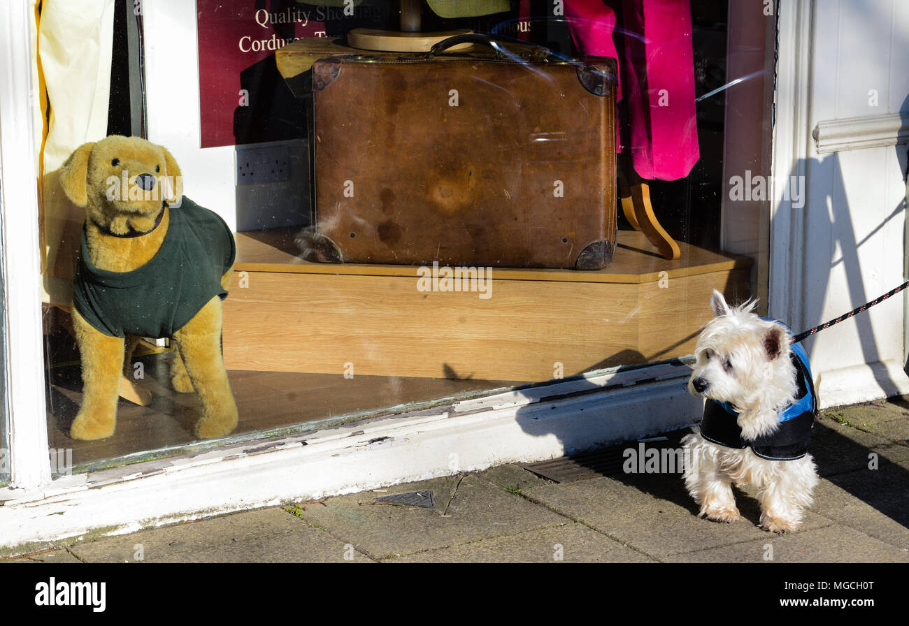 Small dog on lead, walking past toy dog in shop window, with puzzled expression, low section Stock Photo