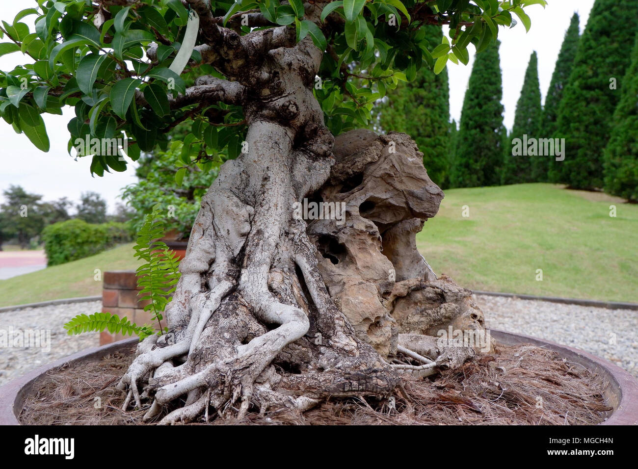 Closeup Root of Bonsai Tree in the City Park Stock Photo