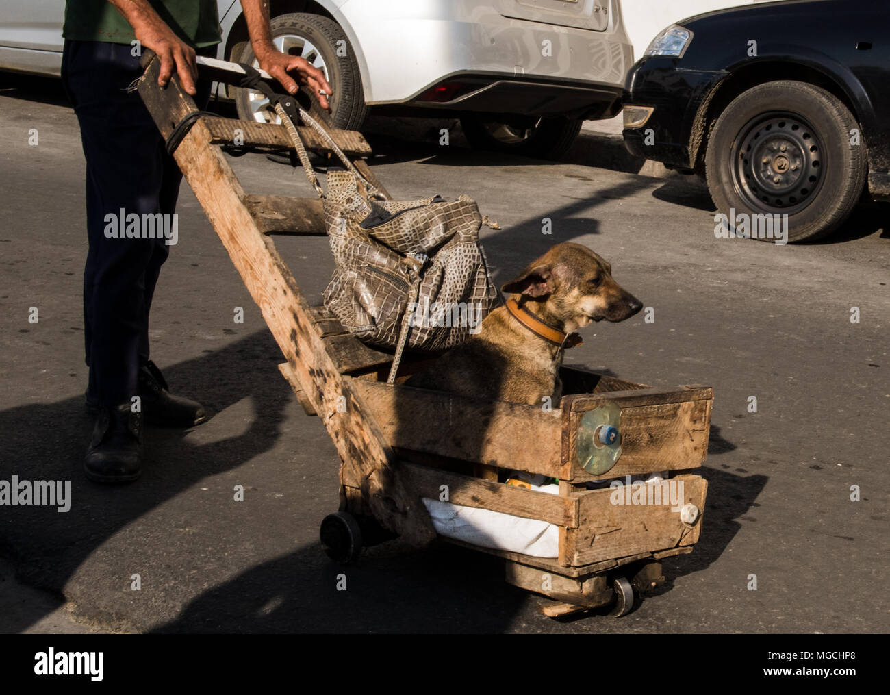 Man pushing a hand made wheelbarrow, pet dog sitting in wheelbarrow, low section, Havana, Cuba Stock Photo
