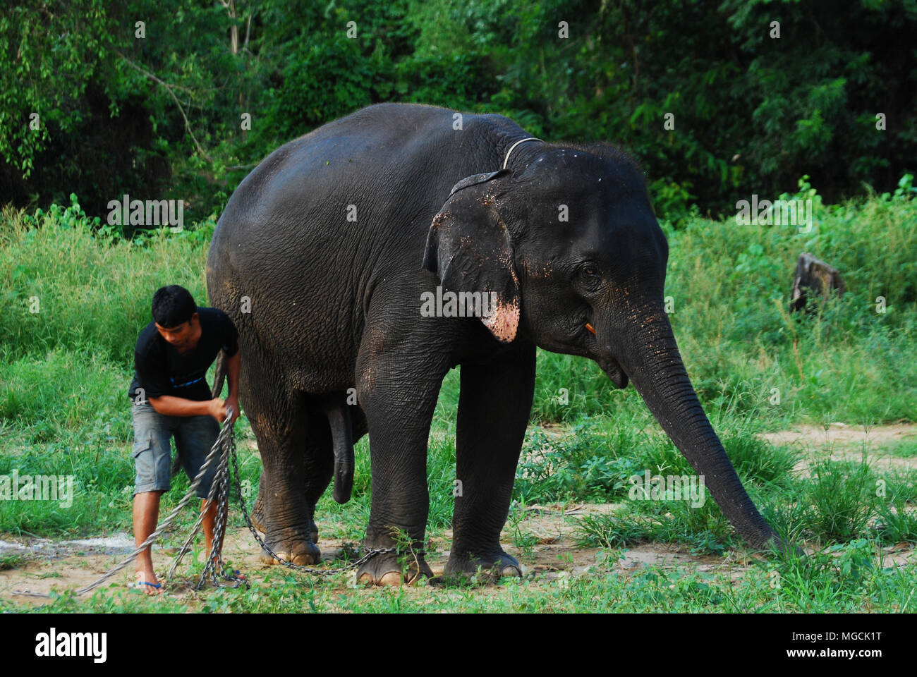Kanchanaburi, THAILAND - 3 Oct2009: Daily elephant life at the conservation center, mahout playing and training elephant in the forest. Stock Photo