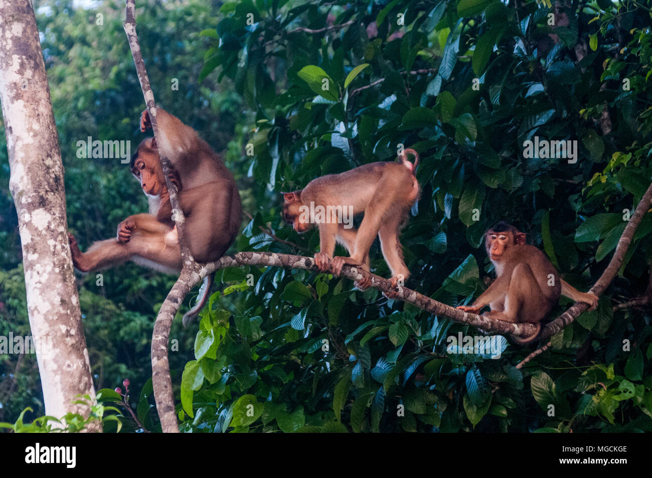 Shorttailed macaques, Macaca arctoides, above the Kinabatangan River