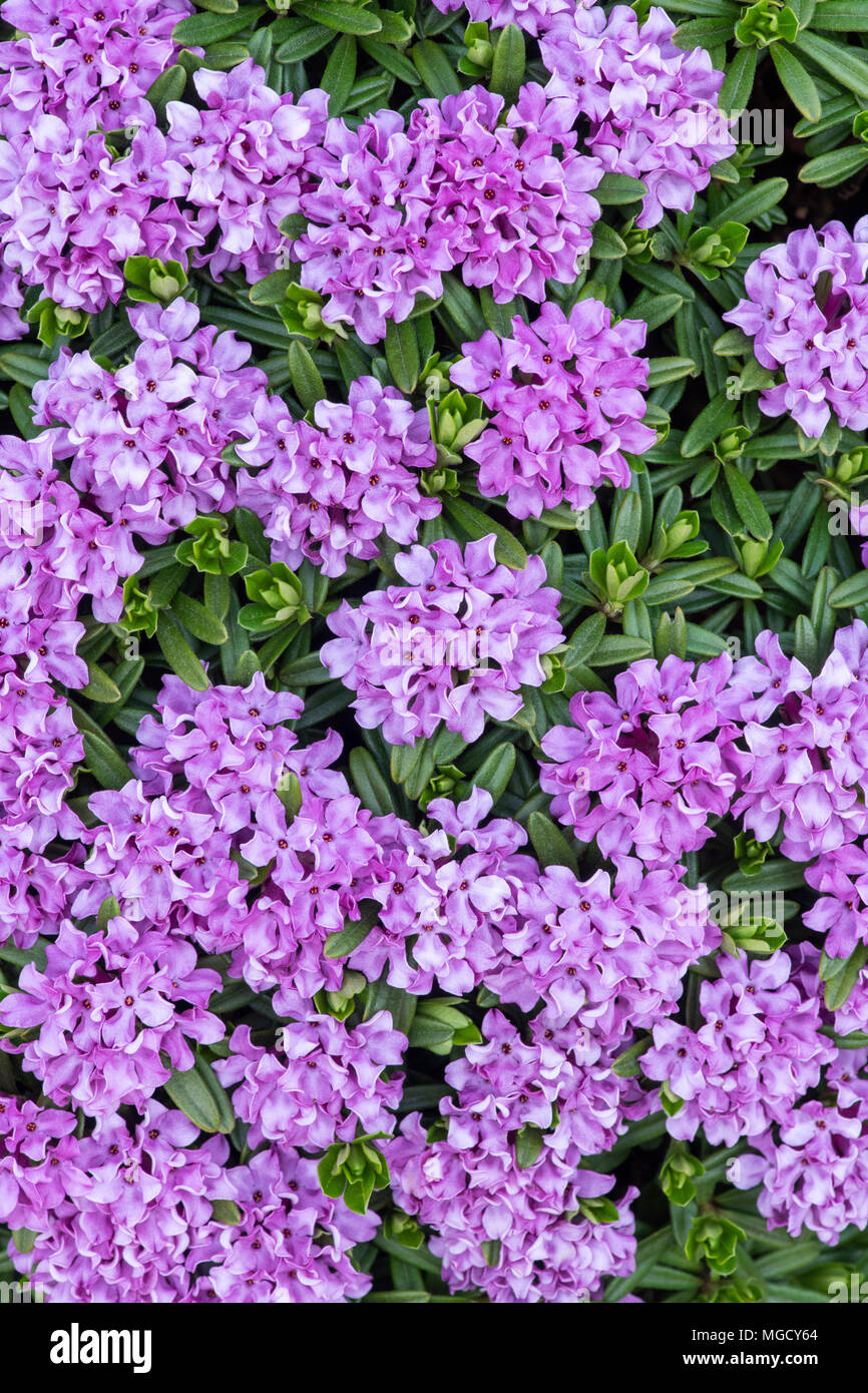 Daphne Susannae Tichborne flowers Stock Photo