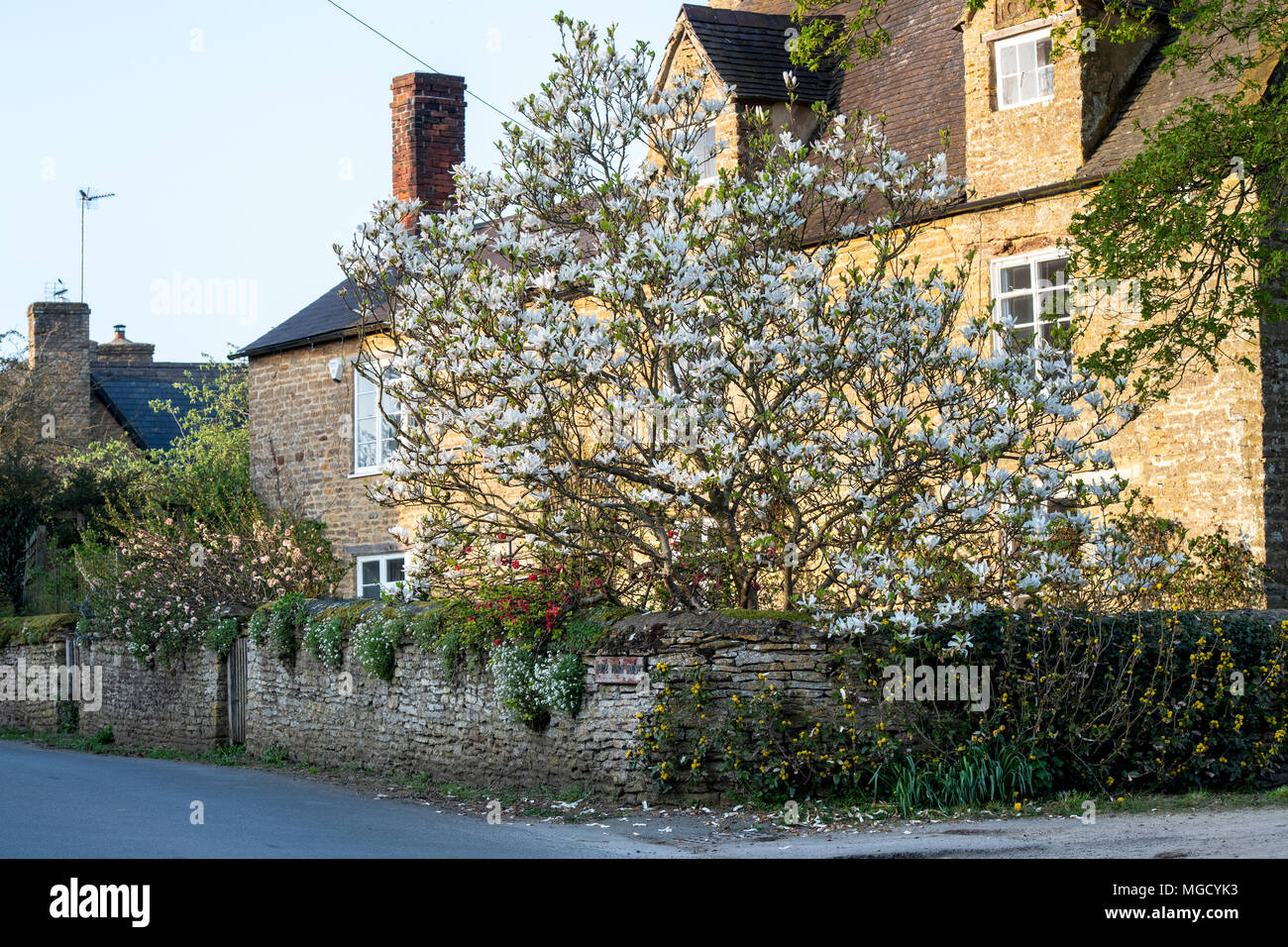magnolia-tree-in-front-garden-hi-res-stock-photography-and-images-alamy