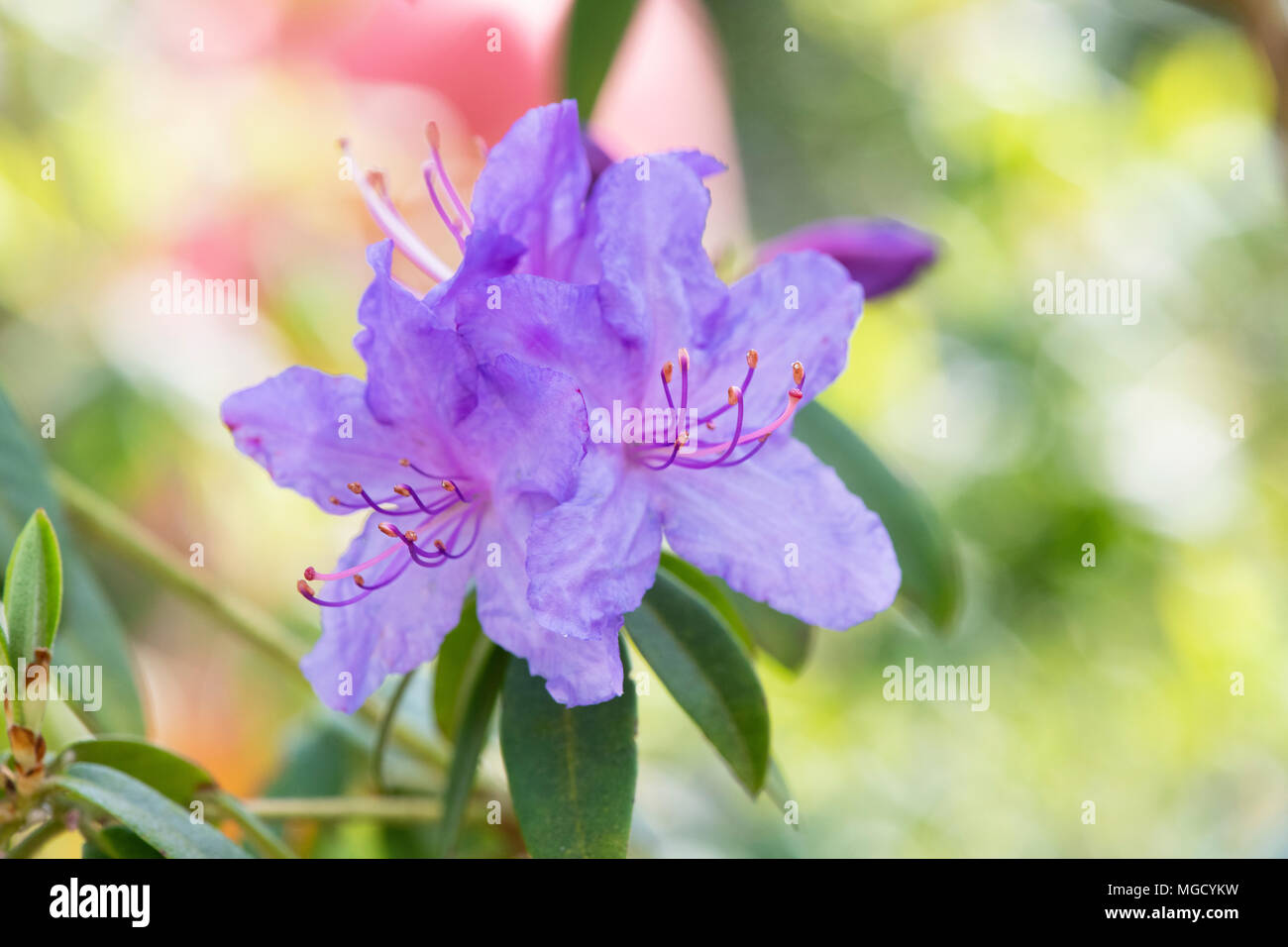 Blue azalea flowers hi-res stock photography and images - Alamy