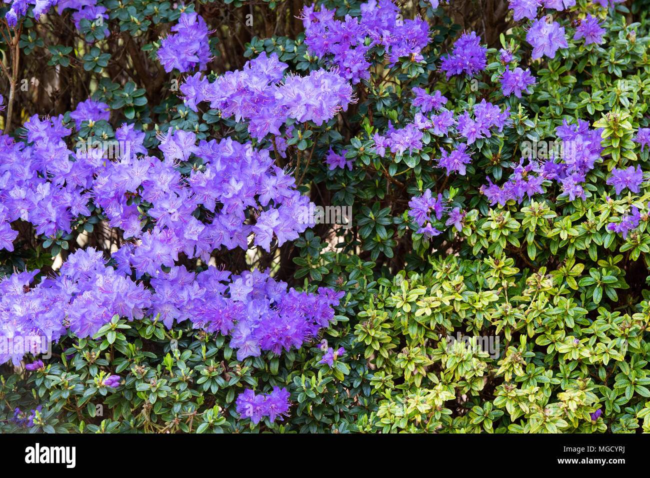 Blue azalea flowers hi-res stock photography and images - Alamy