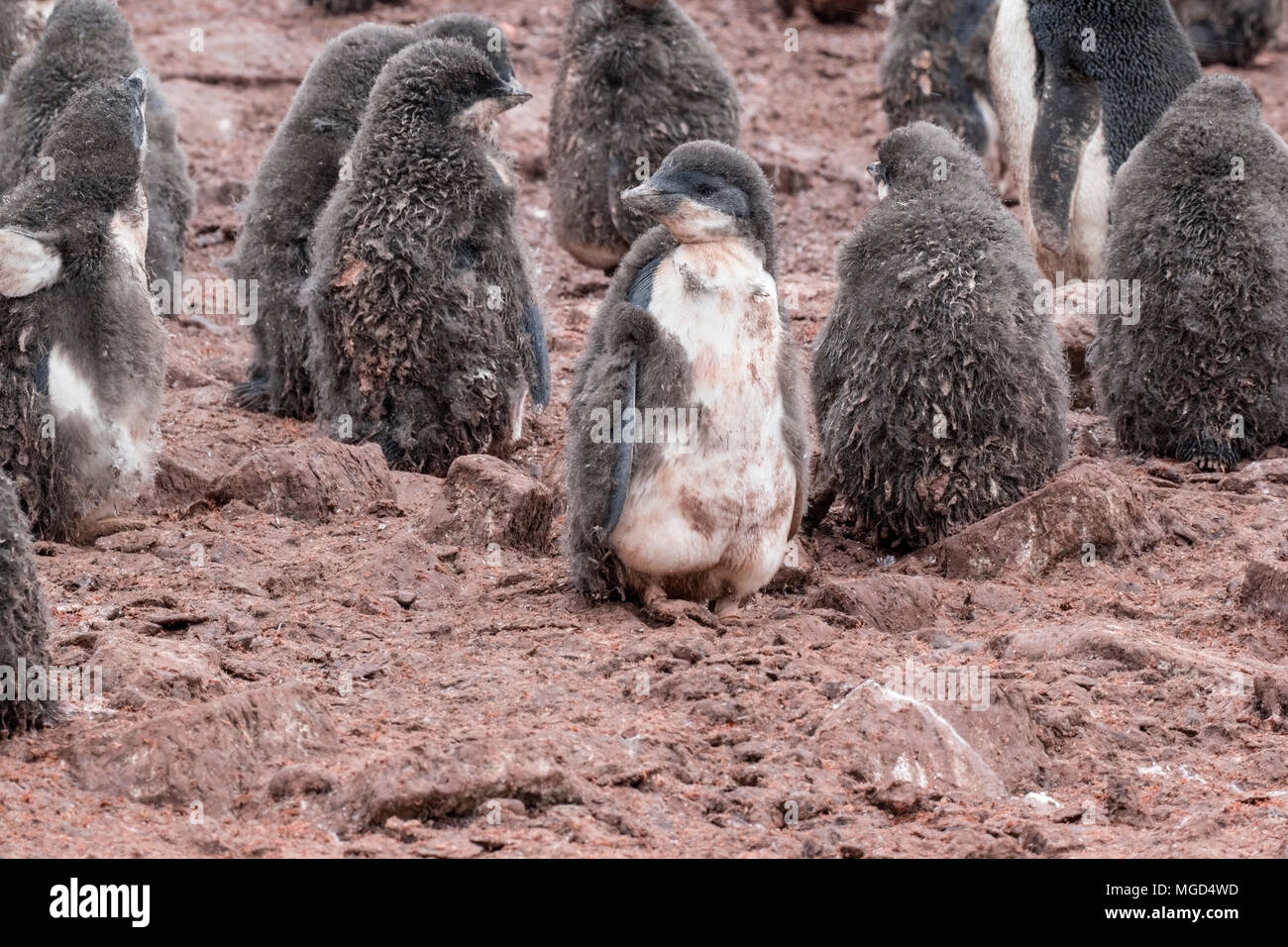 Adelie penguin Pygoscelis adeliae creche of chicks at breeding rookery ...