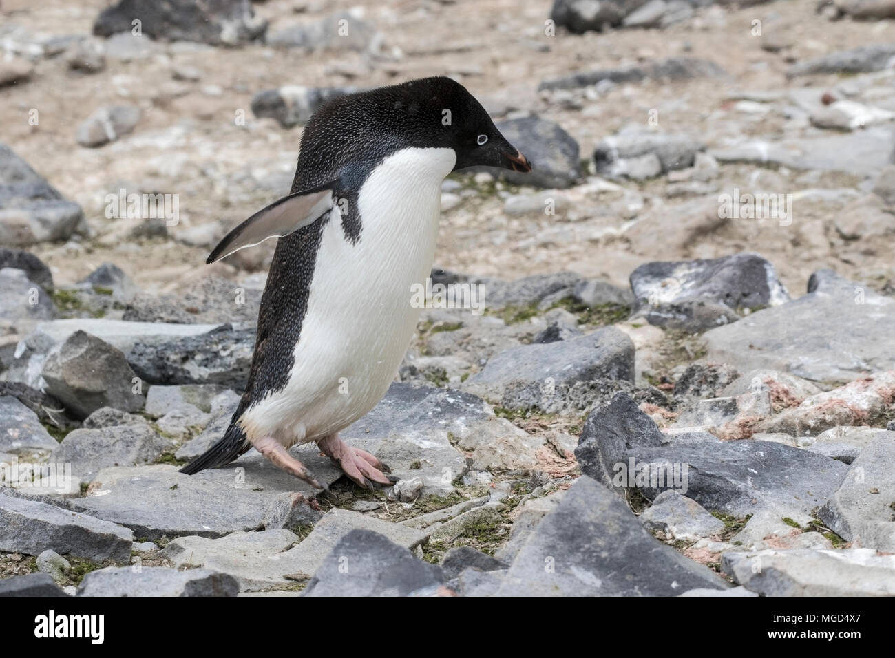 Adelie penguin Pygoscelis adeliae at breeding rookery or colony, Paulet ...