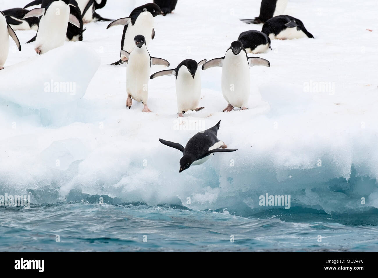 Adelie penguin Pygoscelis adeliae group of adults diving into sea from ...