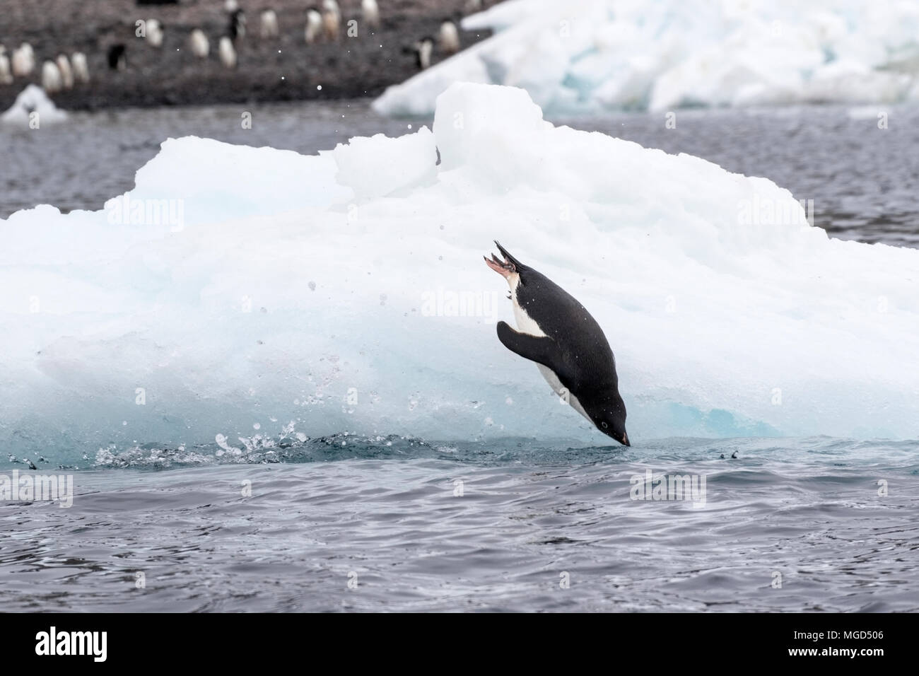 Adelie penguin Pygoscelis adeliae group of adults diving into sea from ...