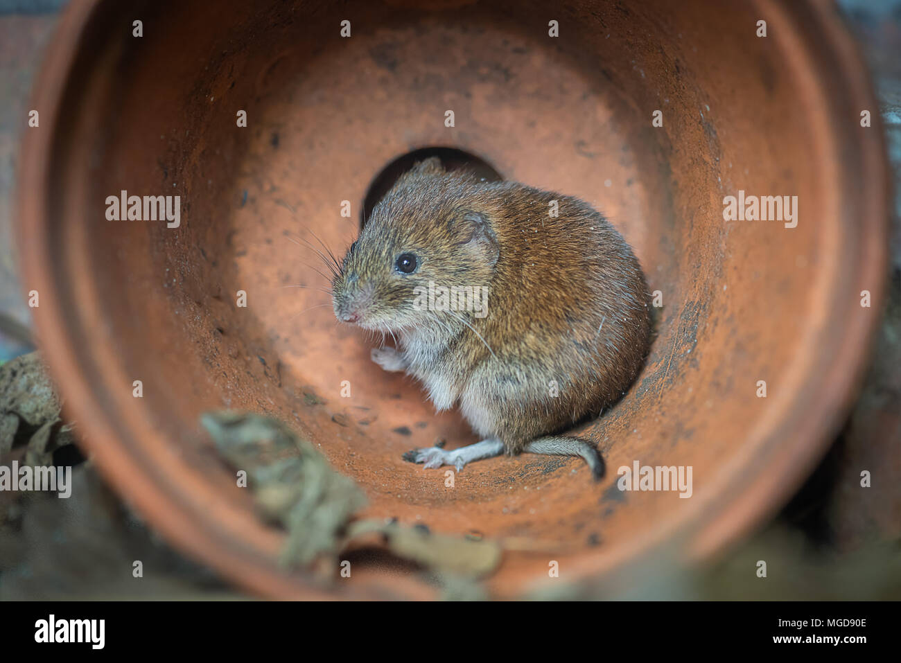 A close up photograph pf a small bank vole rodent hiding from predators in a fallen over plant pot Stock Photo