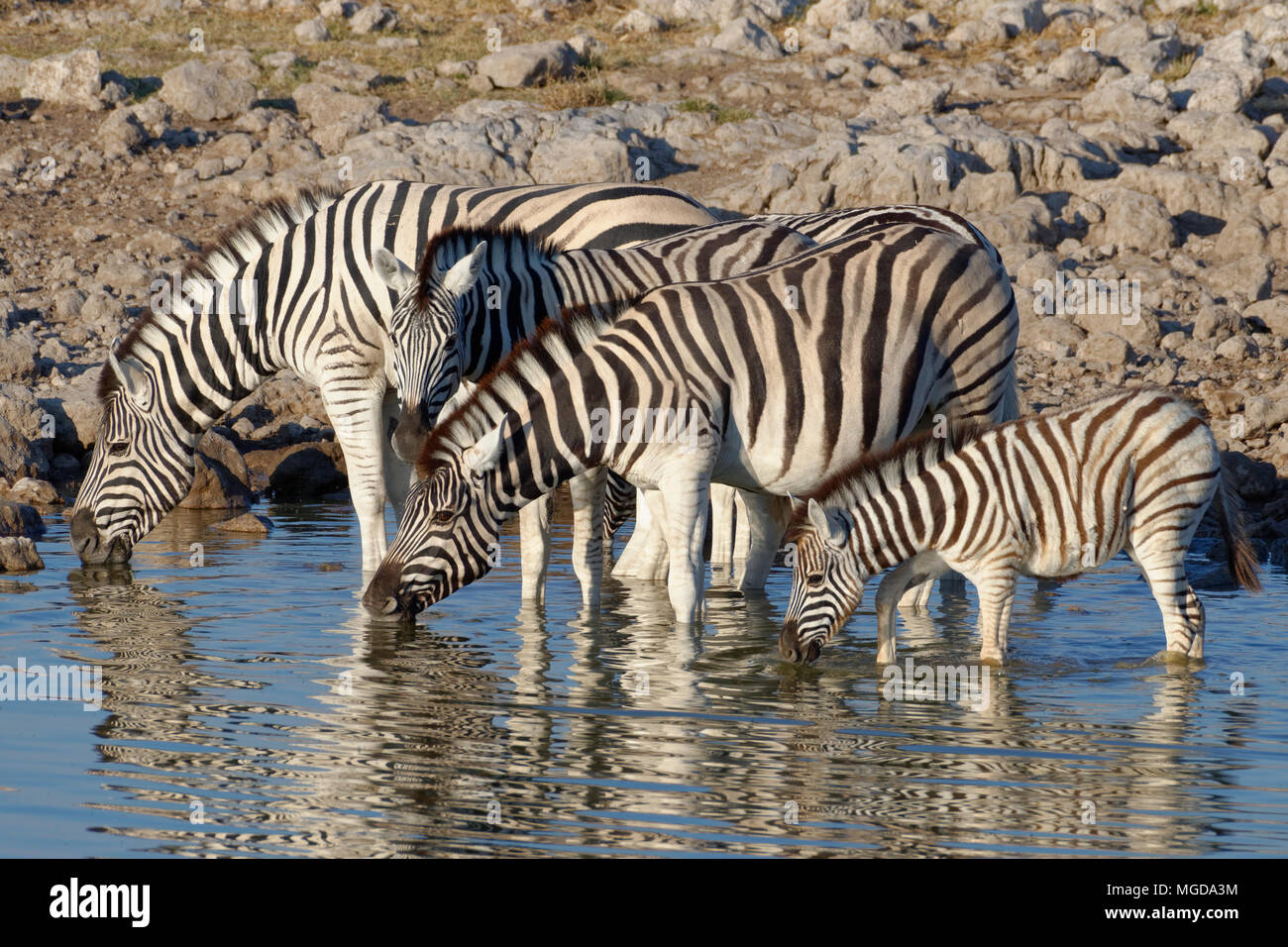 Burchell's zebras (Equus quagga burchellii) standing in water, adults and foal drinking, Okaukuejo waterhole, Etosha National Park, Namibia, Africa Stock Photo